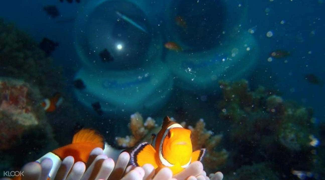 Sea Walking Experience in North Bay Island2