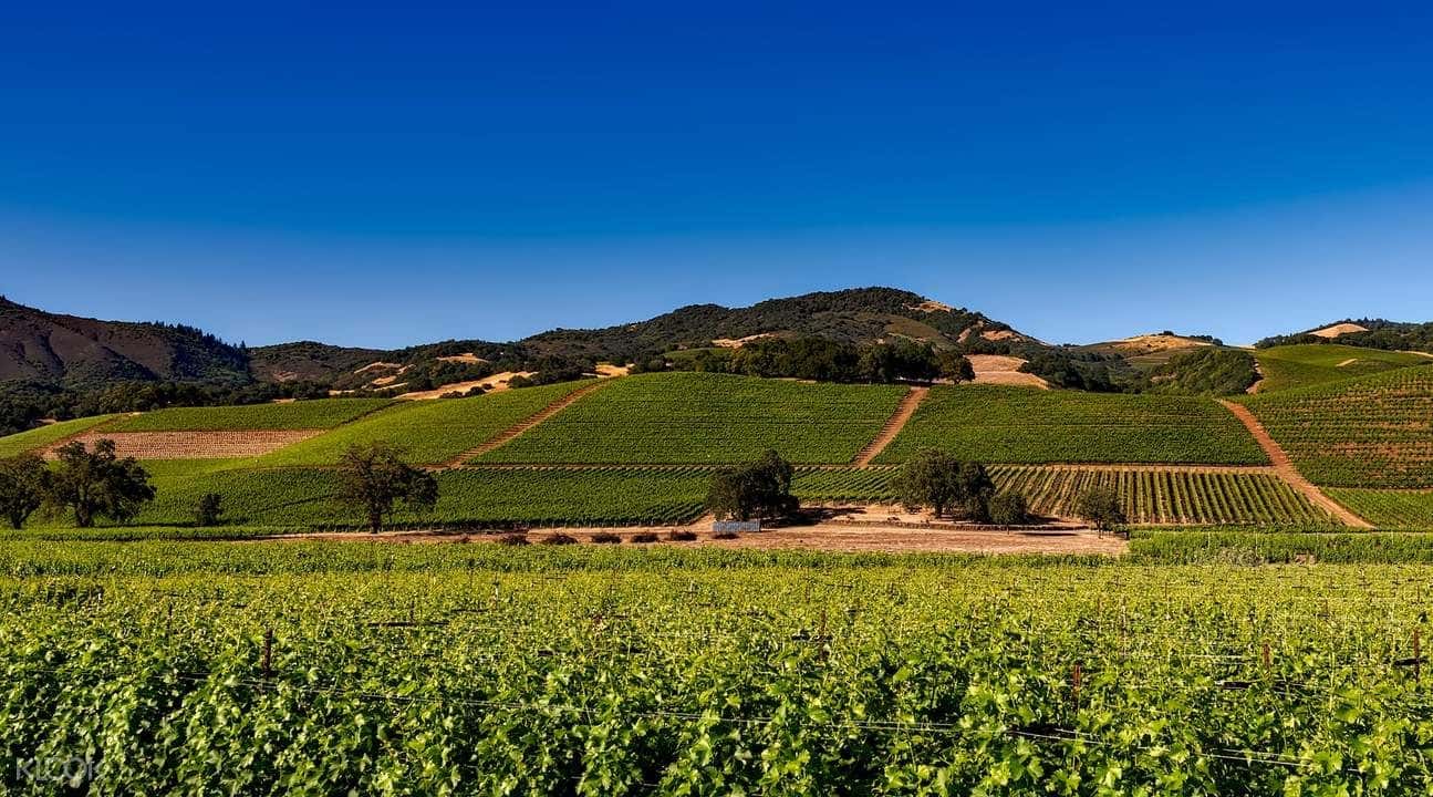 Sula Vineyards with Wine Tasting Day Tour from Mumbai1