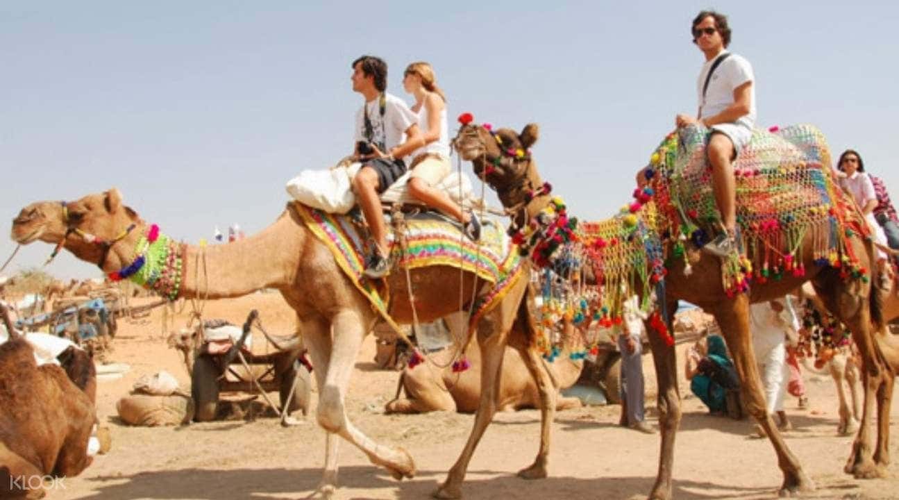 Sunset Camel Safari Adventure In Pushkar2