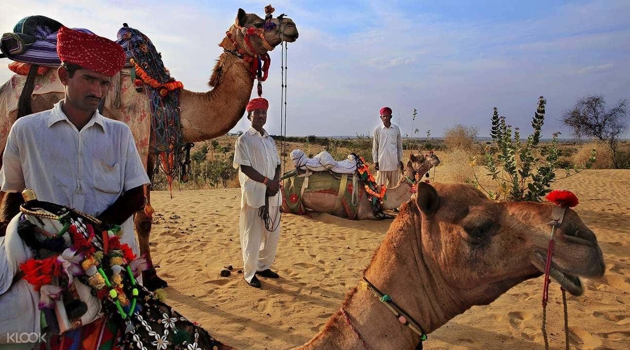 Thar Desert Camel Safari from Jodhpur2