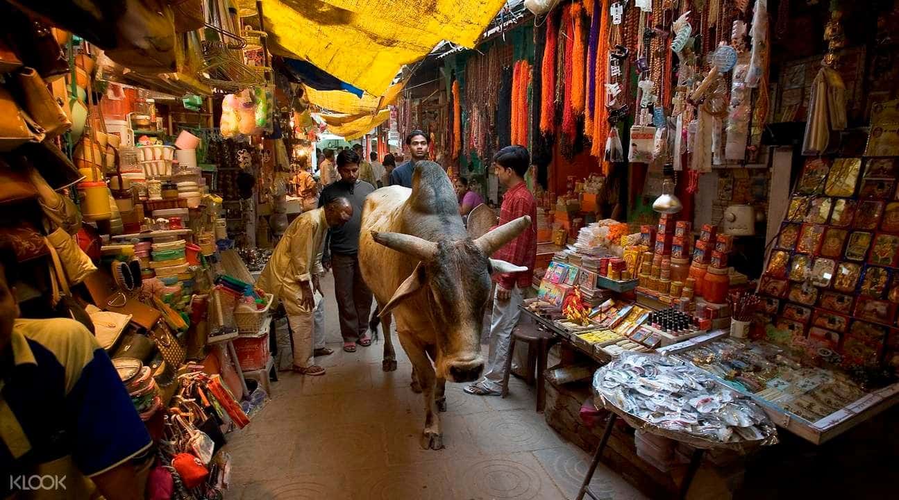 Varanasi Temple Walking Tour4