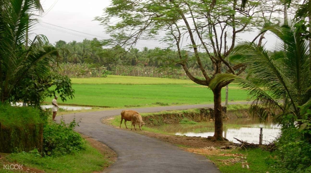 Varanasi Village Tour4