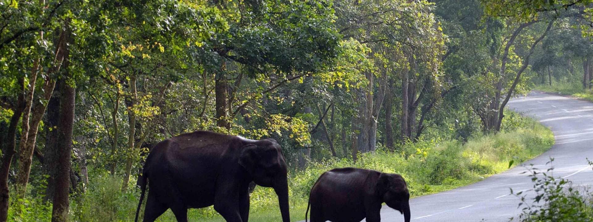 Wayanad Private Sightseeing 2-Day Tour from Karipur