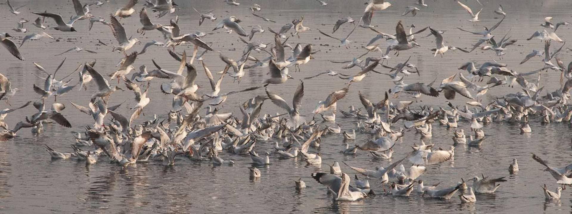 Yamuna River Morning Cycling Tour