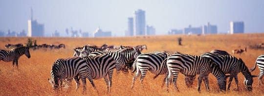 Nairobi National Park half-day tour