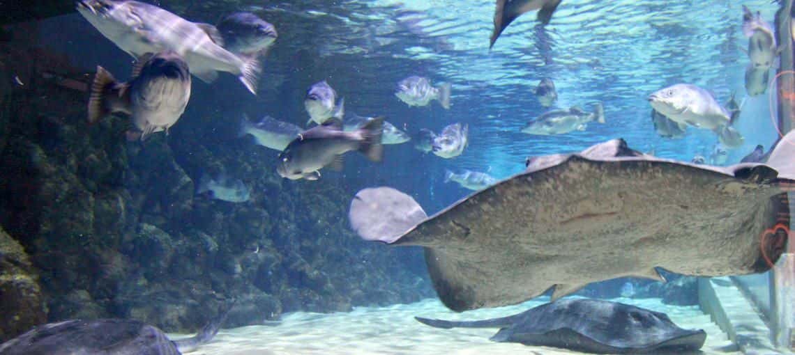 SEA LIFE Kelly Tarltons Aquarium and Auckland Zoo Package2