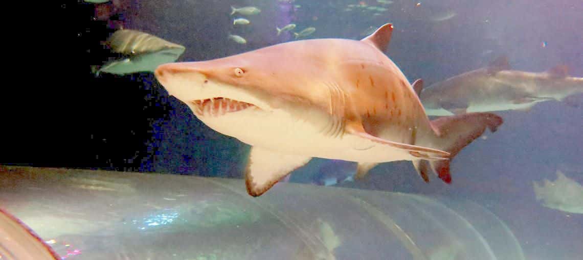 SEA LIFE Kelly Tarltons Aquarium and Auckland Zoo Package1