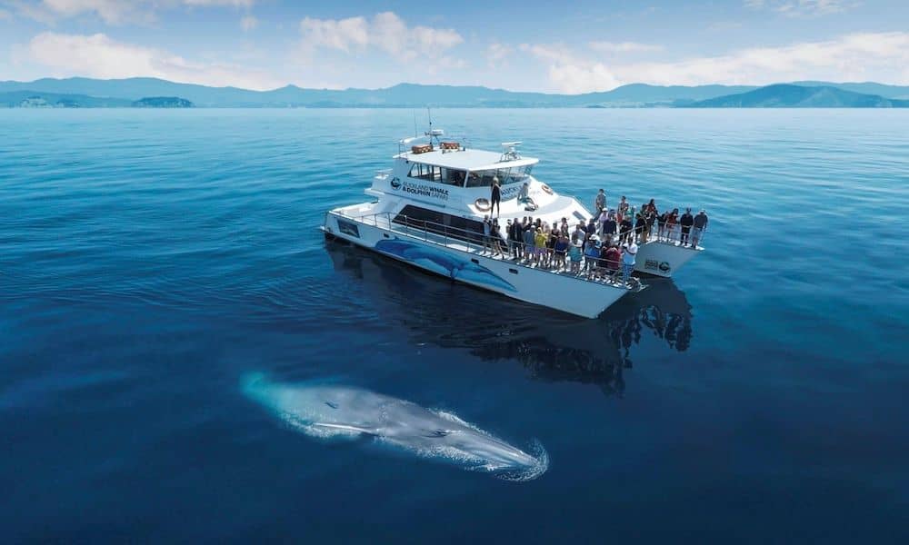 Whale and Dolphin Safari in Auckland