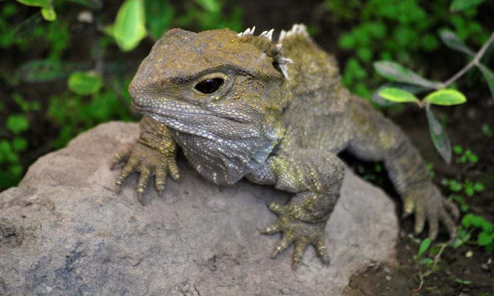 Willowbank Wildlife Reserve Tickets1