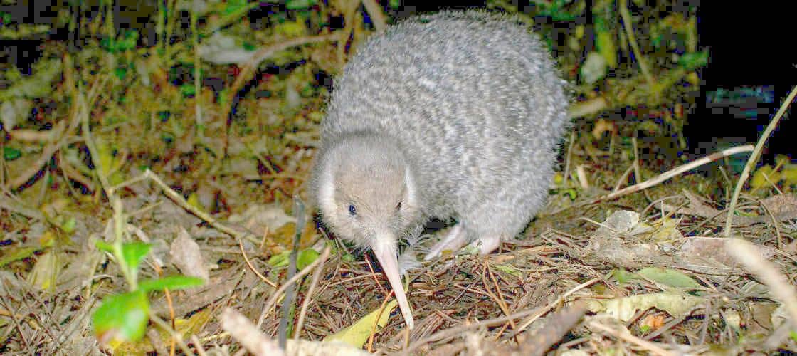 ZEALANDIA by Night Kiwi Tour