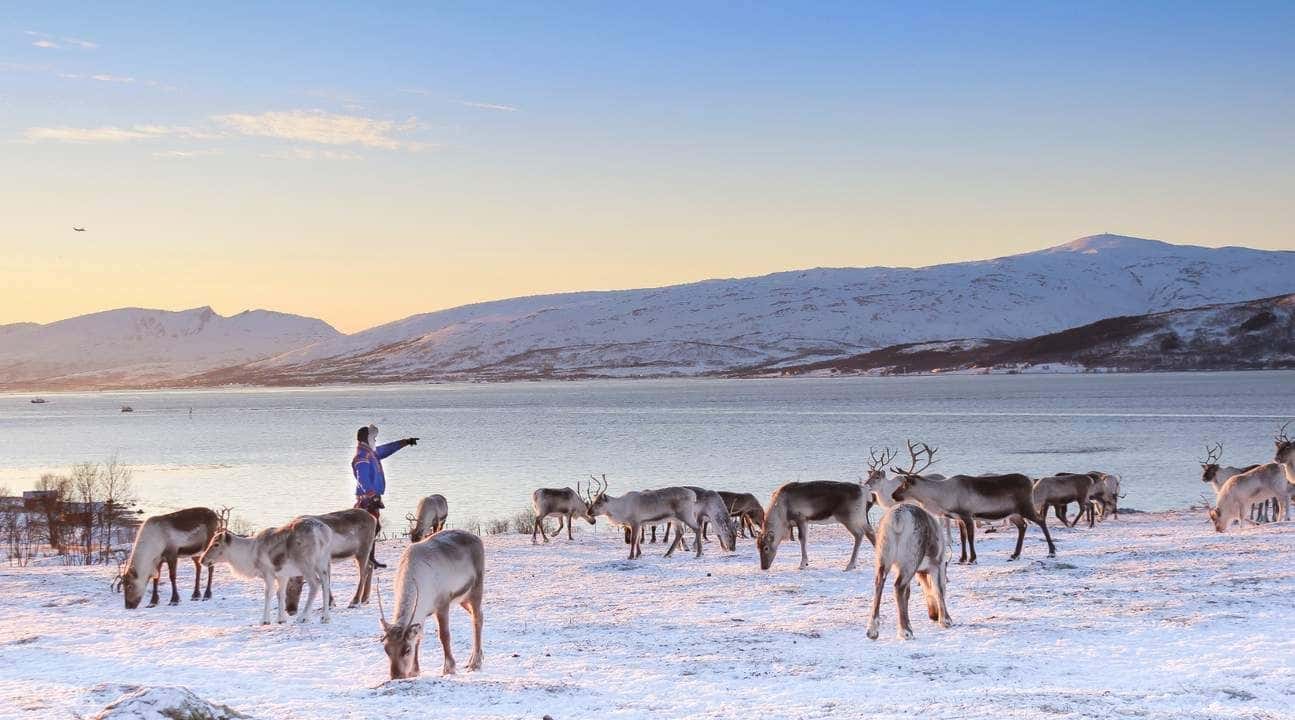 Sami Culture Experience with Reindeer Sledding3