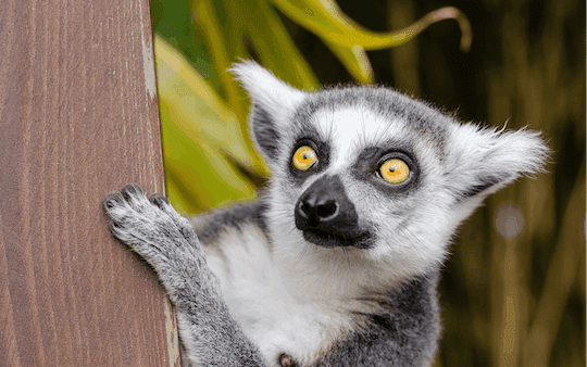 Krakow Zoo entrance tickets and transfer