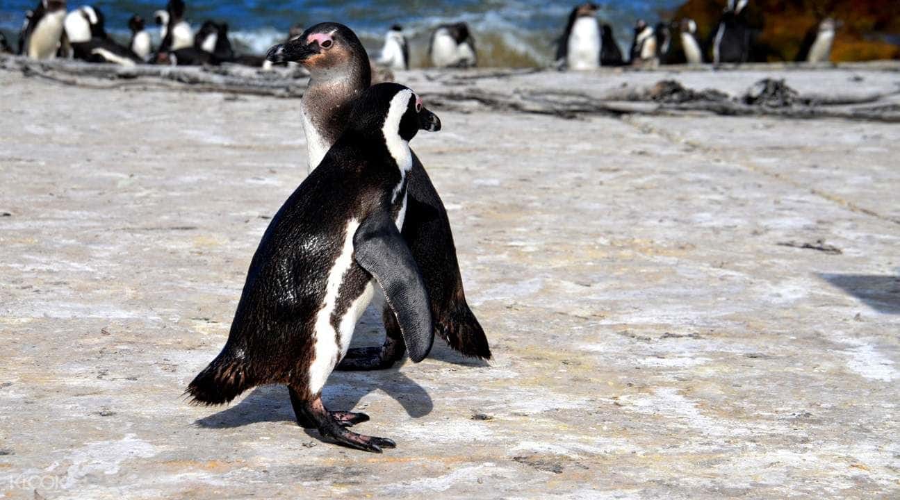 Cape Peninsula Half Day Tour3