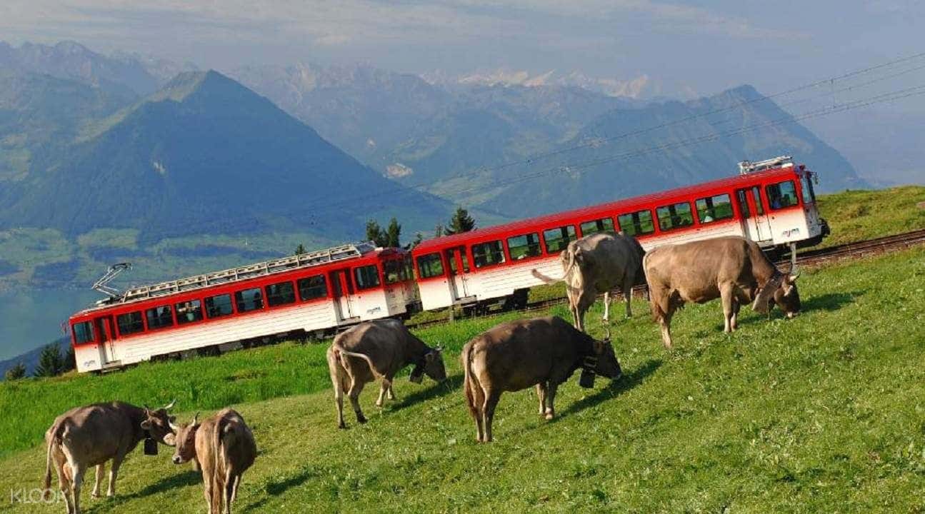 Rigi, Queen of the Mountains Tour from Zurich2