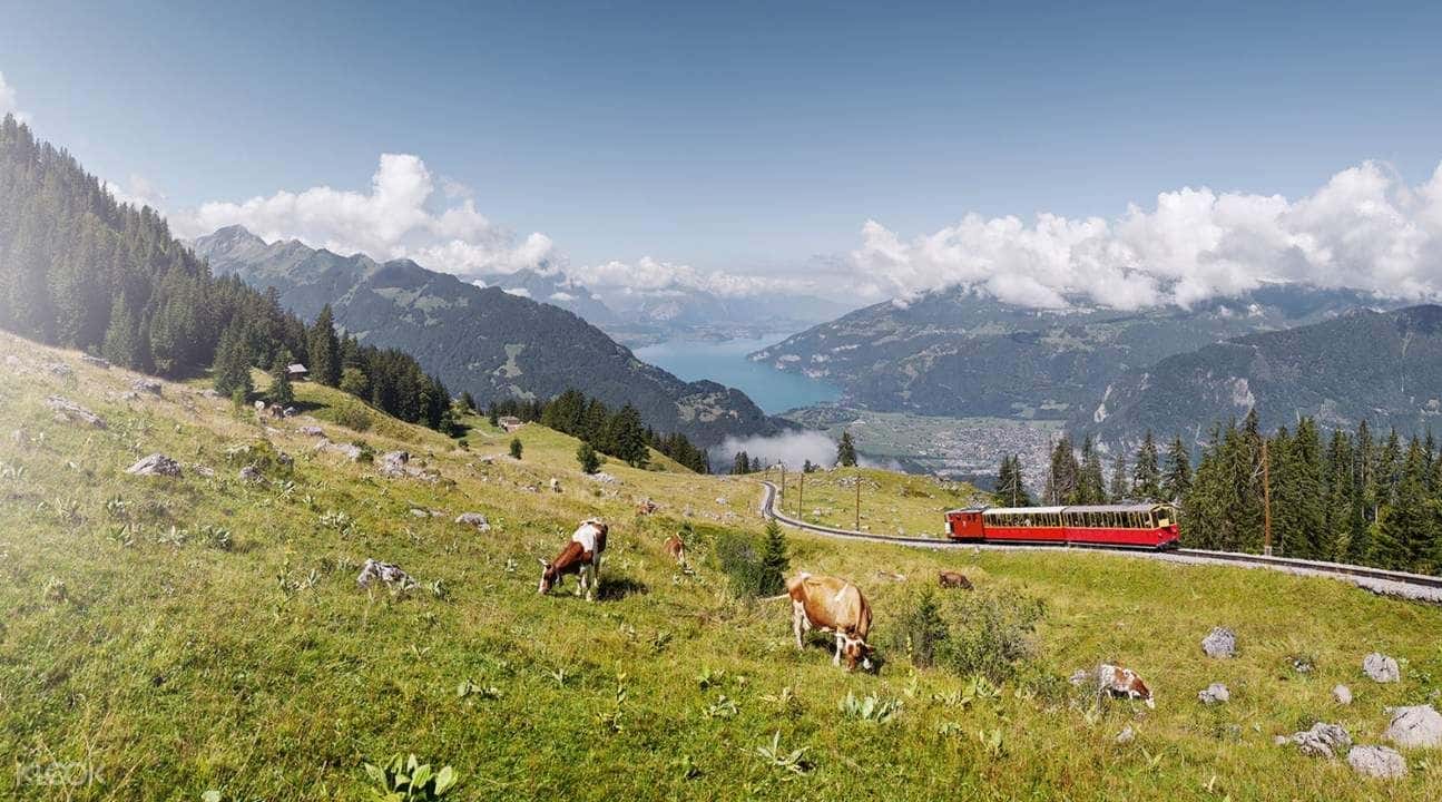 Schynige Platte Cogwheel Train Round-Trip Ticket from Wilderswil2