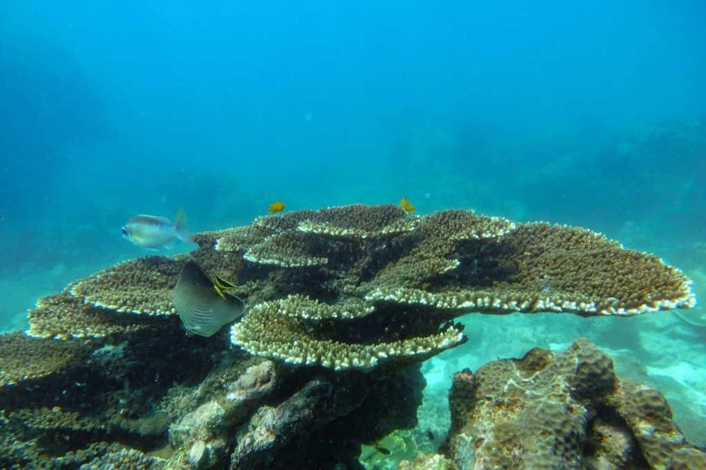 ทัวร์เกาะพีพี-แบมบู-ปิเละ-อ่าวมาหยา เรือสปีดโบ๊ท โดย SEA STAR ANDAMAN ทริปเที่ยว และเดย์ทริป1