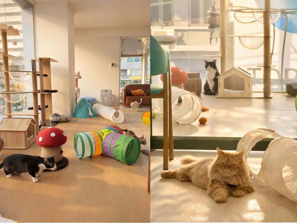 Cat Cafe and Set Menu at Asok Pethouse Cat Cafe3