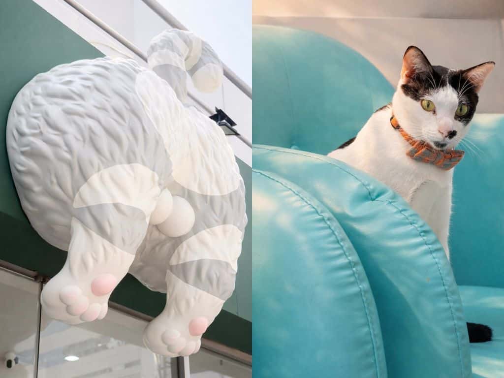 Cat Cafe and Set Menu at Asok Pethouse Cat Cafe1