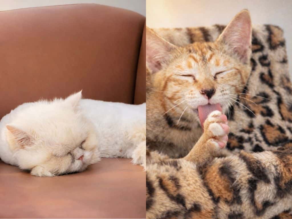 Cat Cafe and Set Menu at Asok Pethouse Cat Cafe2