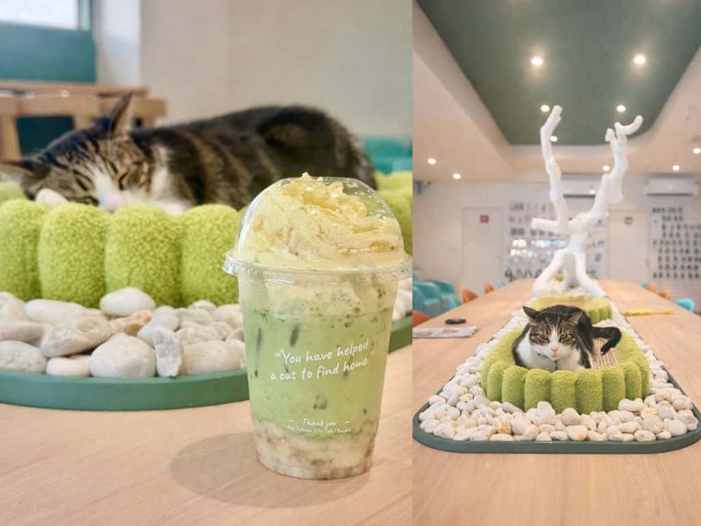 Cat Cafe and Set Menu at Asok Pethouse Cat Cafe4