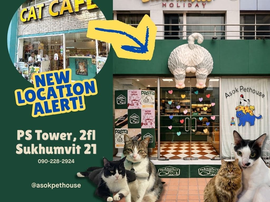 Cat Cafe and Set Menu at Asok Pethouse Cat Cafe