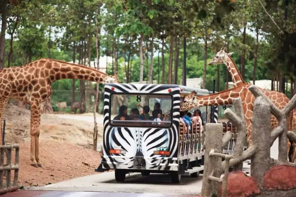 Elephant Café Elfin Farm + Chiangmai Night Safari3