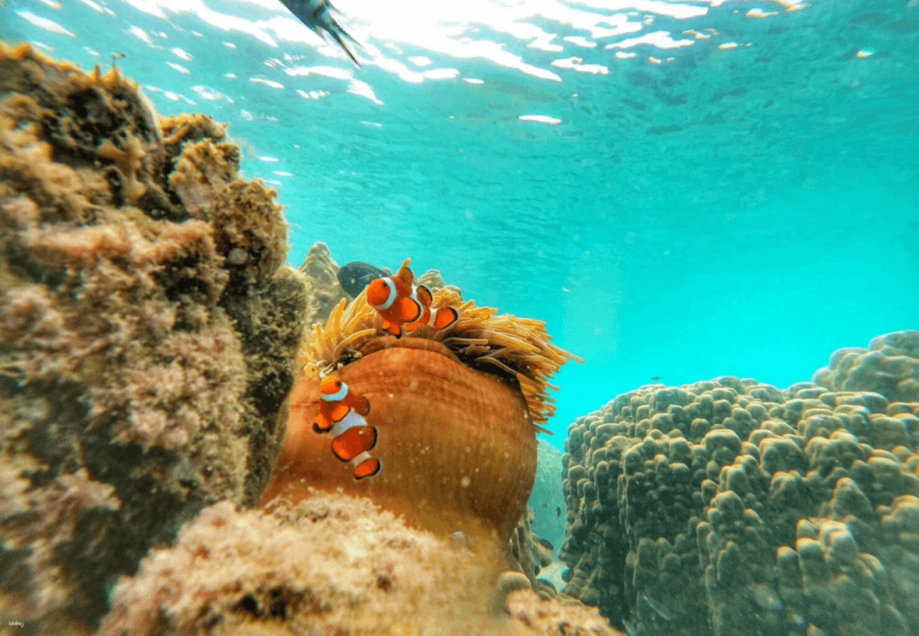 Koh Samet: 5 or 6 Islands Snorkeling Tour Thailand2
