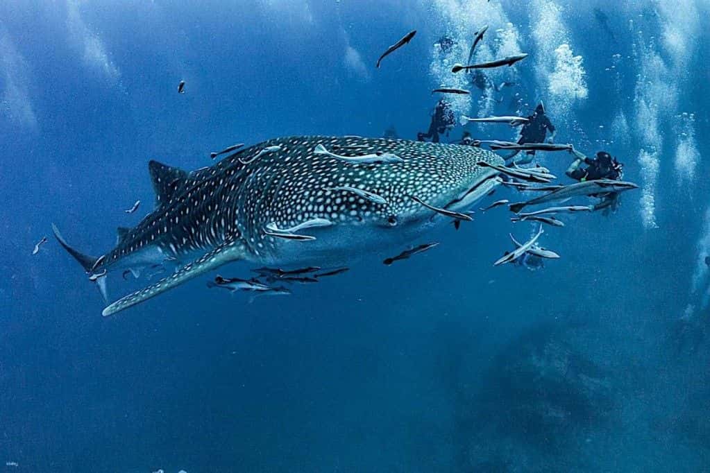 หลักสูตรการรับรองการดำน้ำ PADI เกาะเต่า | ประเทศไทย2