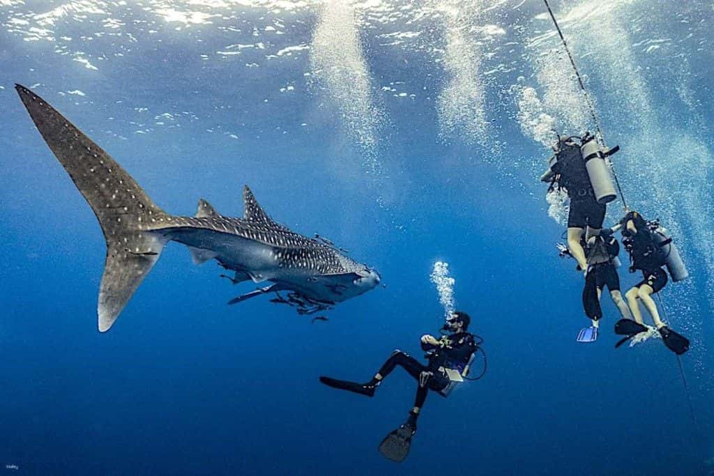 หลักสูตรการรับรองการดำน้ำ PADI เกาะเต่า | ประเทศไทย3