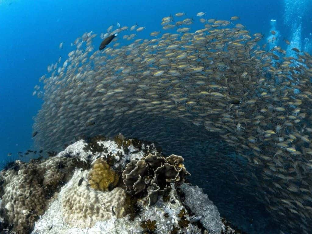 Basic Dive ที่ Koh Tao Scuba Diving Club | ประเทศไทย2