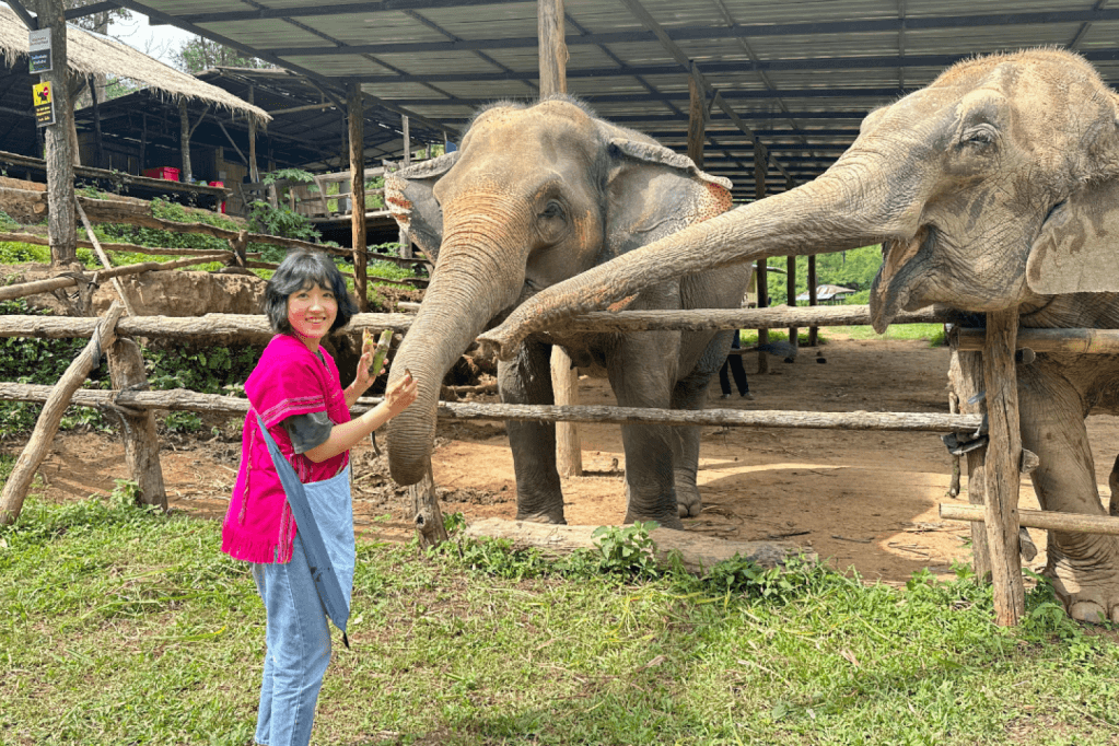 Elephant Observation & Doi Inthanon Hiking | Chiang Mai4