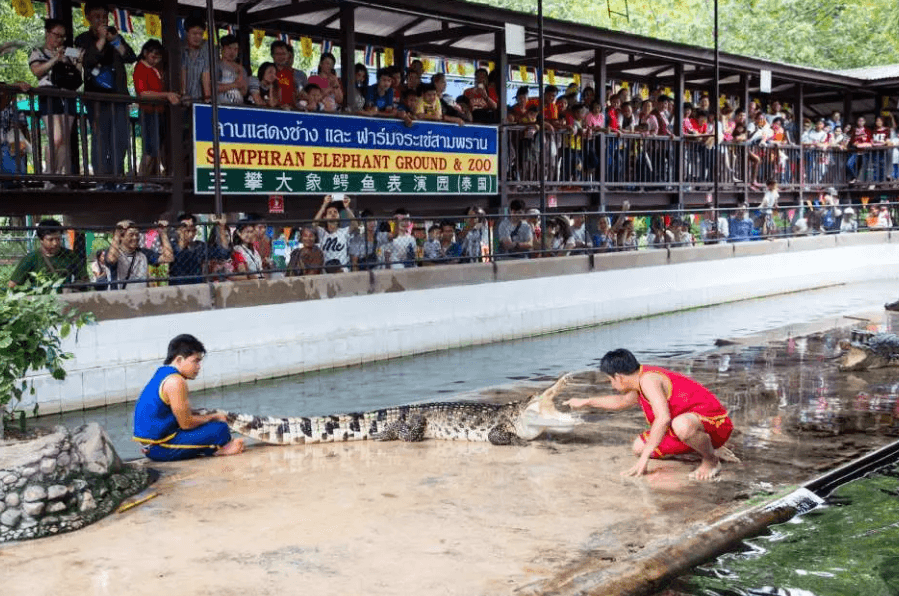 สัมผัสประสบการณ์สุดตื่นเต้นที่สวนช้างและฟาร์มจระเข้สามพราน พร้อมโชว์สุดระทึก I นครปฐม