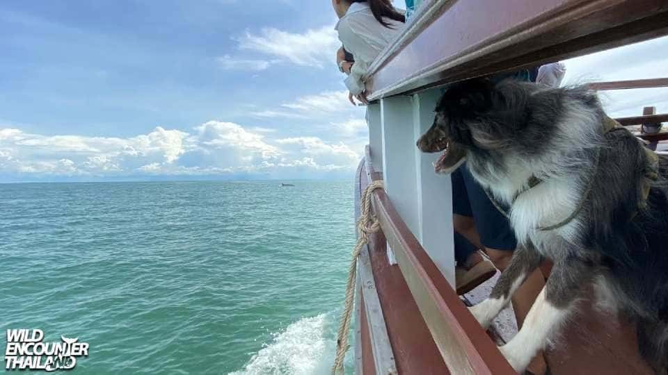 ทริปล่องเรือดูวาฬบรูด้าที่สมุทรสาคร2