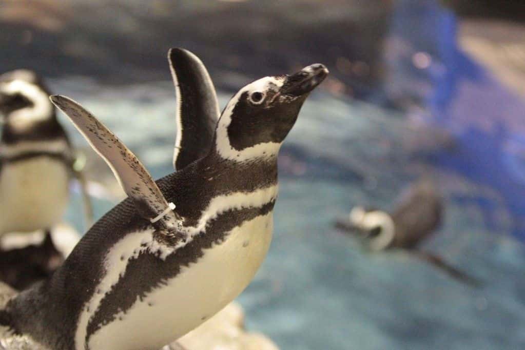 SKYTREE® Enjoy Pack Sumida Aquarium Plan4