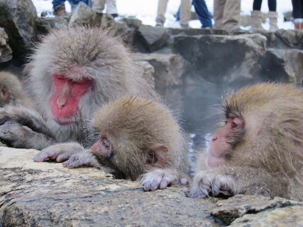 JR EAST PASS(Nagano, Niigata area)-Consecutive 5 days (Valid for 90 days)4