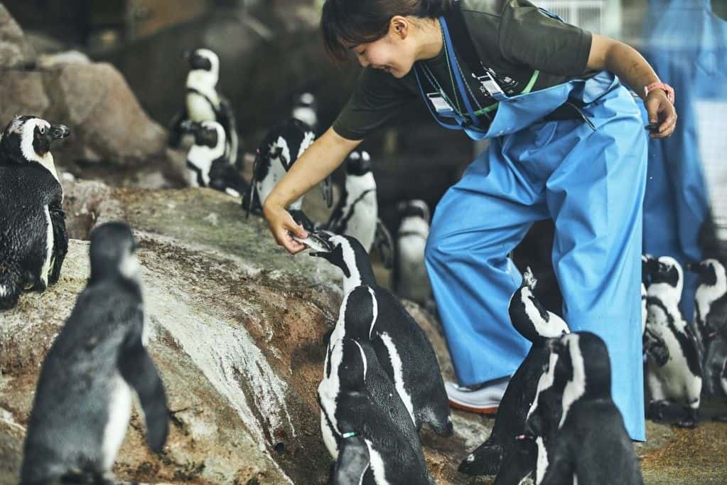 บัตรเข้าชมพิพิธภัณฑ์สัตว์น้ำเกียวโต (Kyoto Aquarium)4