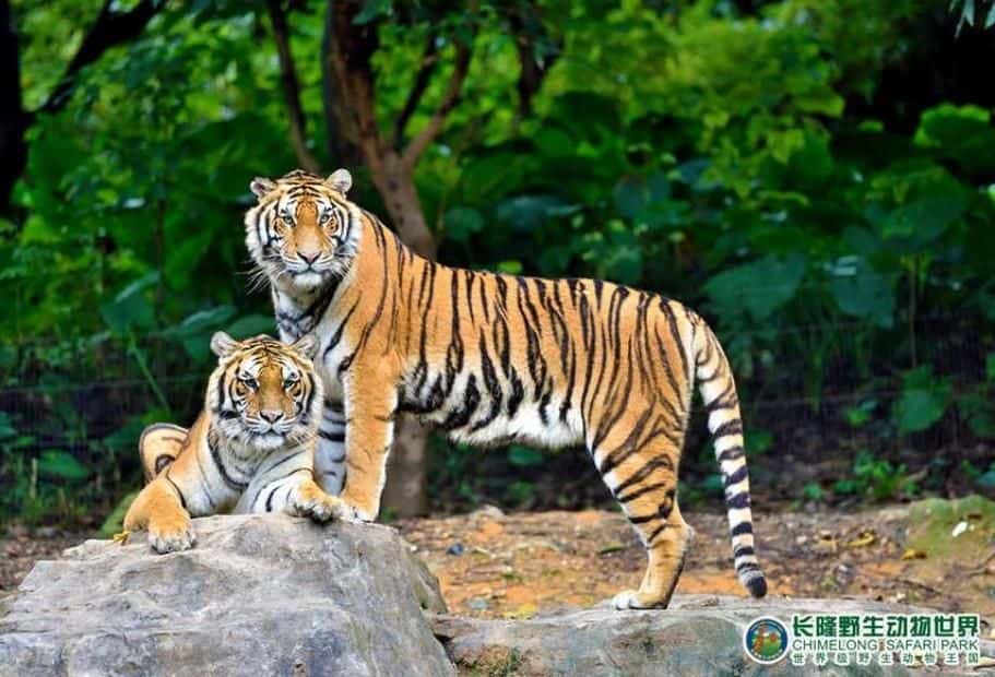 Guangzhou Chimelong Safari Park1
