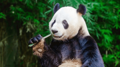 Guangzhou Chimelong Safari Park2