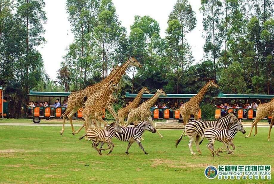 Guangzhou Chimelong Safari Park4