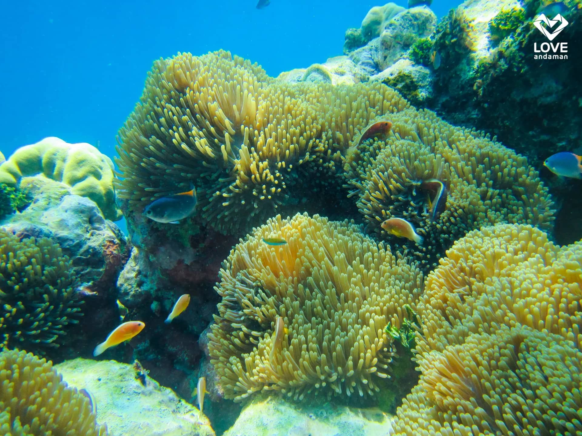 Similan Islands Day Tour by Speed Catamaran Trips and Day Trips