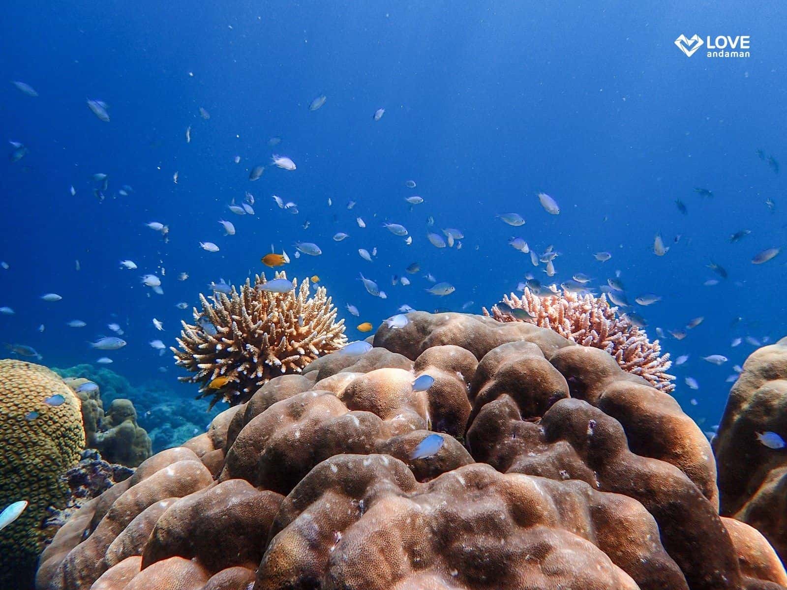 ทัวร์ดำน้ำเกาะสุรินทร์ 1 วัน ทริปเที่ยว และเดย์ทริป4