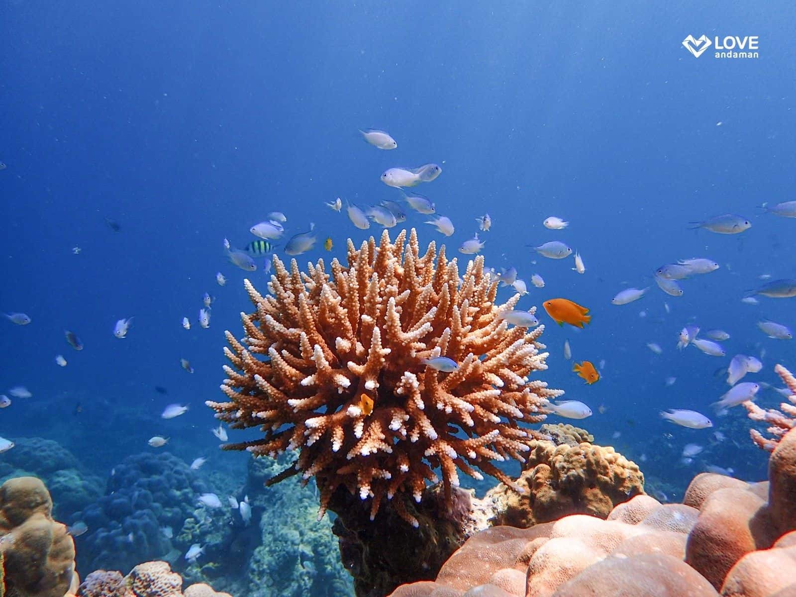 ทัวร์ดำน้ำเกาะสุรินทร์ 1 วัน ทริปเที่ยว และเดย์ทริป2