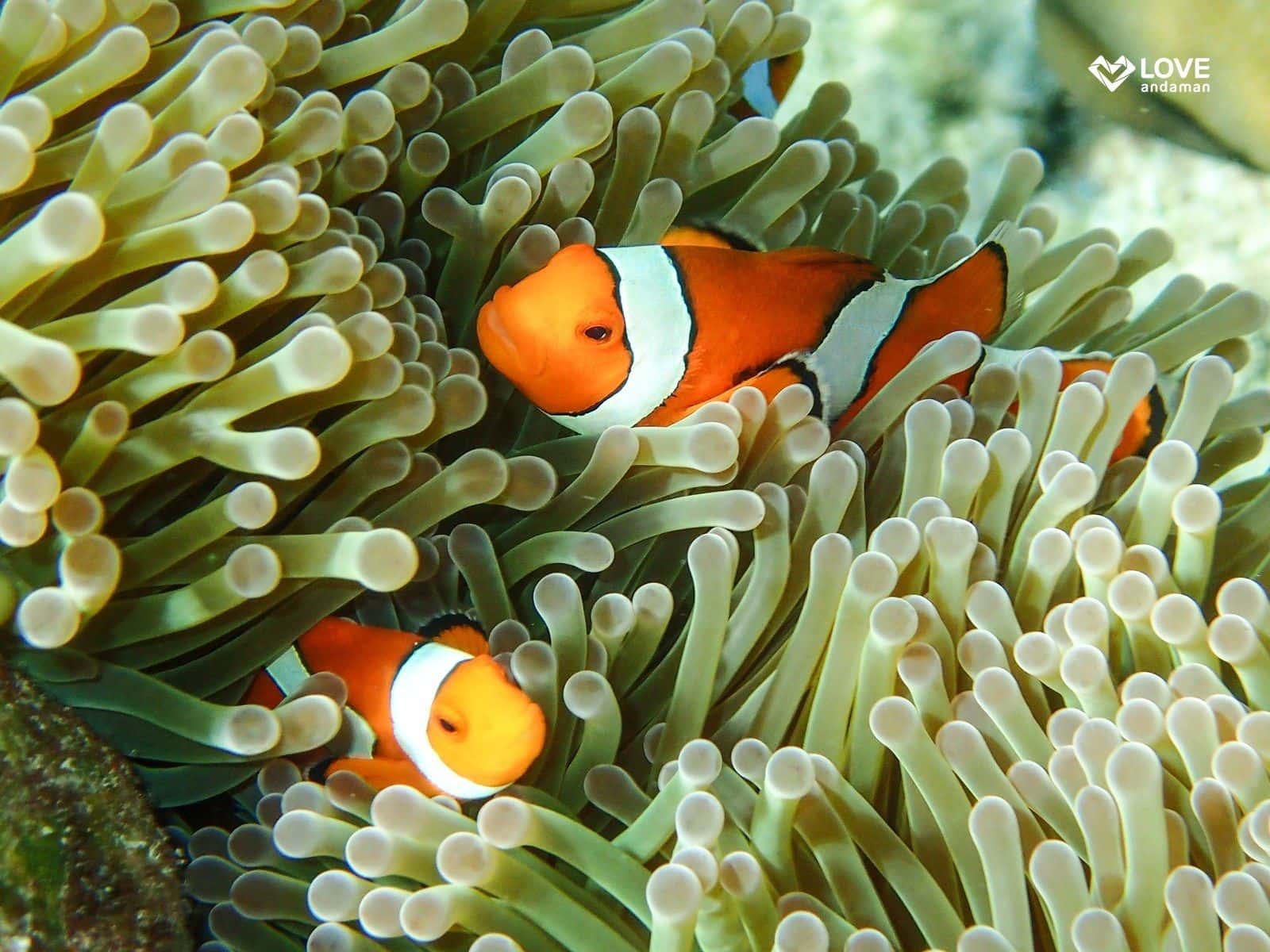 ทัวร์ดำน้ำเกาะสุรินทร์ 1 วัน ทริปเที่ยว และเดย์ทริป3