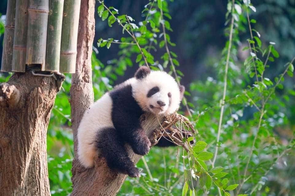 Chengdu Research Base of Giant Panda Breeding1
