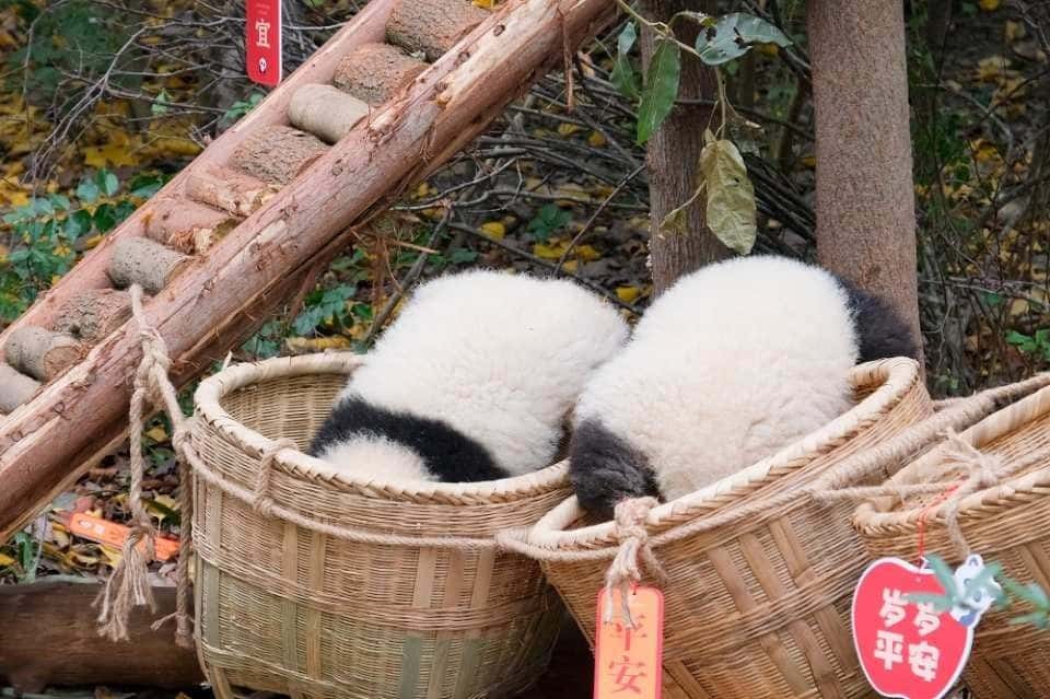Chengdu Research Base of Giant Panda Breeding3