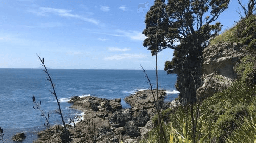Auckland Whale & Dolphin Tour Trips and Day Trips2