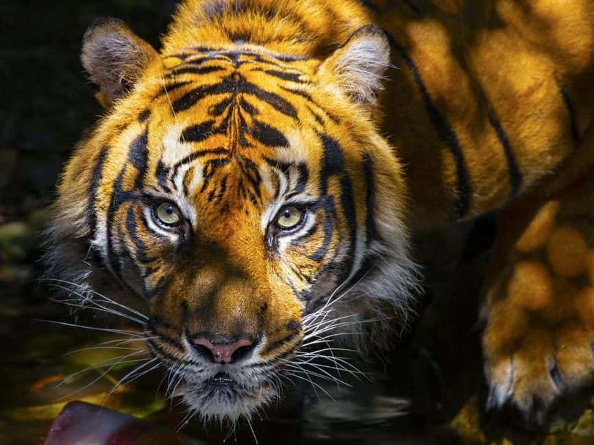 Melbourne Zoo: 1-Day Entry Ticket2