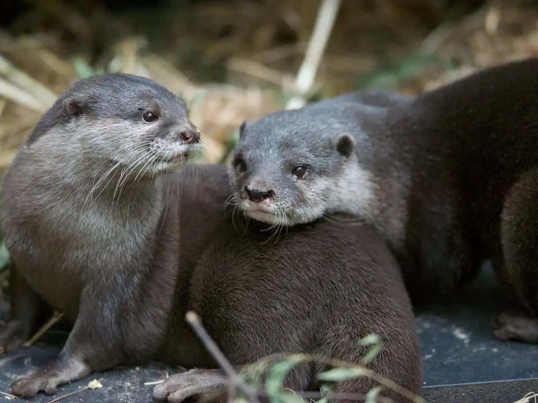 Melbourne Zoo: 1-Day Entry Ticket4