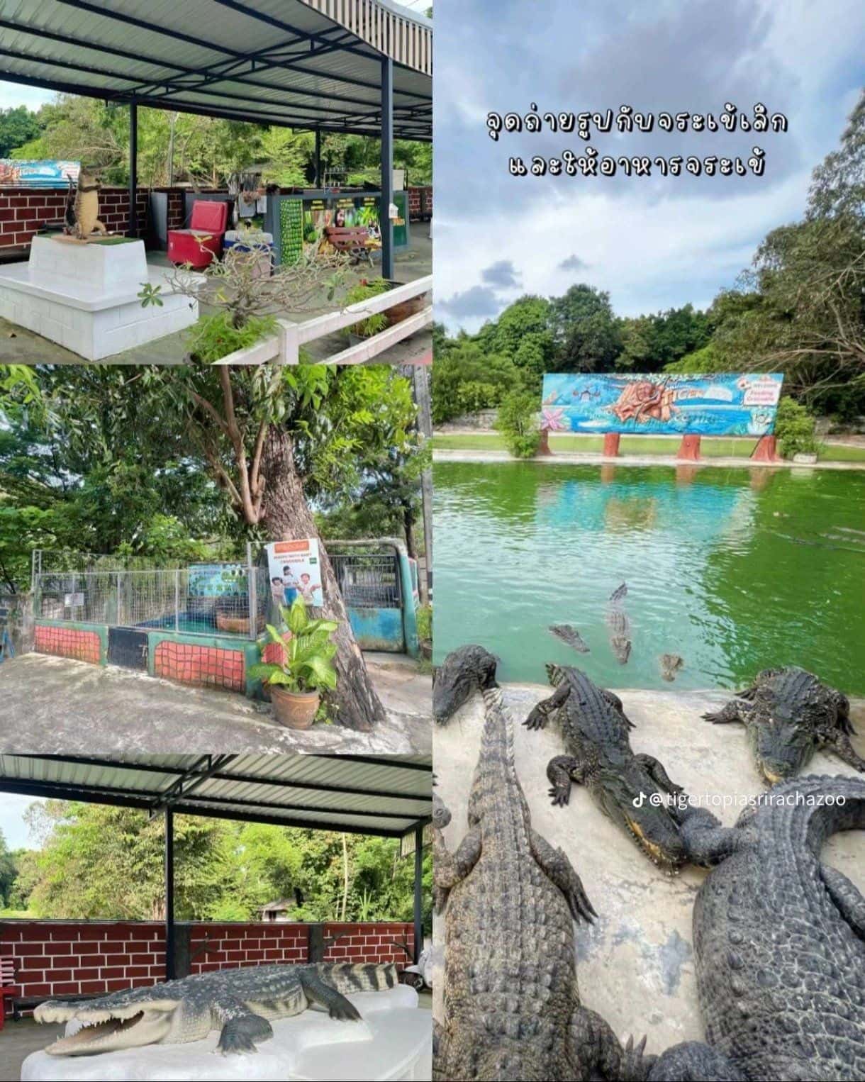 บัตรเข้าสวนสัตว์ไทเกอร์ โทเปีย ศรีราชา3