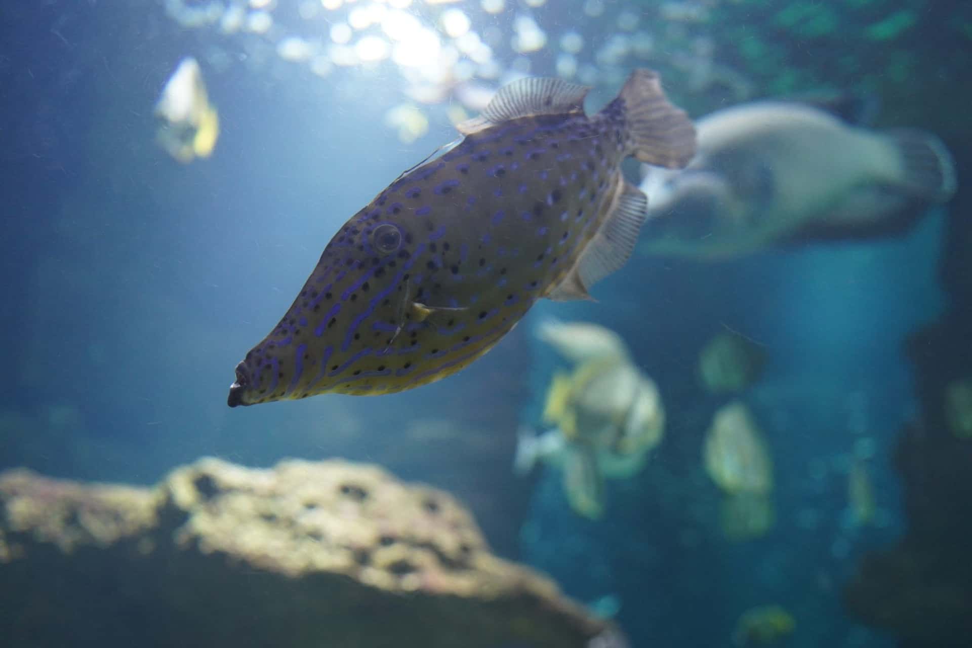Aquarium de Paris2
